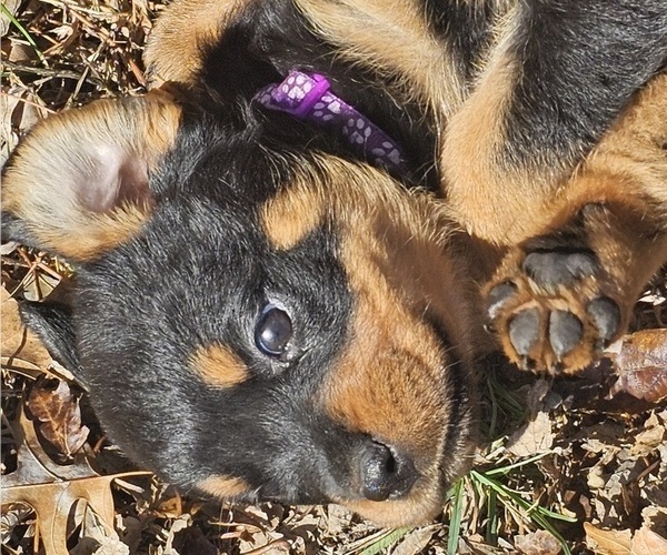 Medium Photo #1 Rottweiler Puppy For Sale in WAVERLY, MO, USA