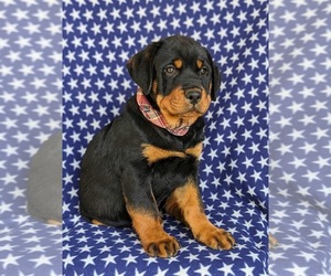 Shih Tzu Puppy for sale in CHRISTIANA, PA, USA