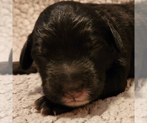 Aussiedoodle Puppy for sale in COLUMBIA, TN, USA