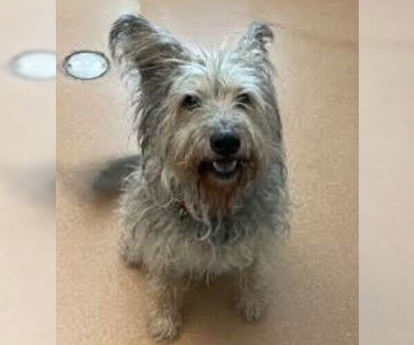 Medium Photo #9 Mutt Puppy For Sale in San Diego, CA, USA