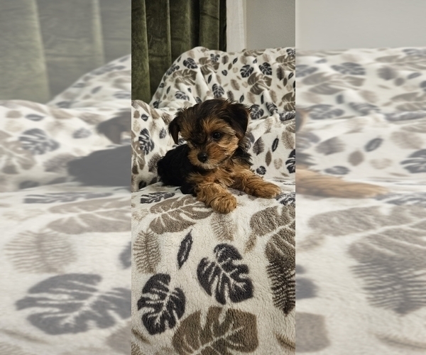 Medium Photo #4 Yorkshire Terrier Puppy For Sale in SALEM, OR, USA