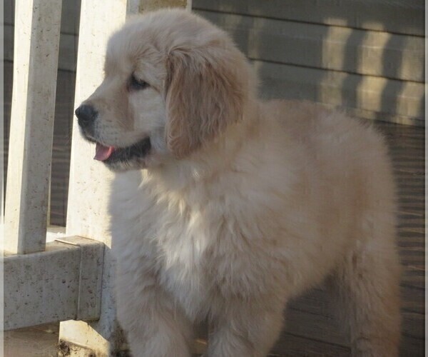 Medium Photo #18 Golden Retriever Puppy For Sale in MECHANICSVILLE, MD, USA