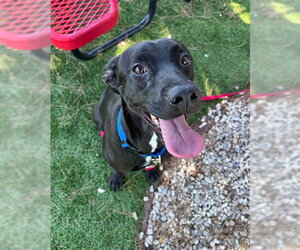 NENA - Female Mutt Dog for Adoption - Photo #2