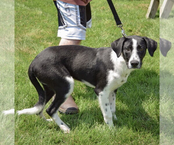 Medium Photo #3 Border Collie-Unknown Mix Puppy For Sale in Huntley, IL, USA