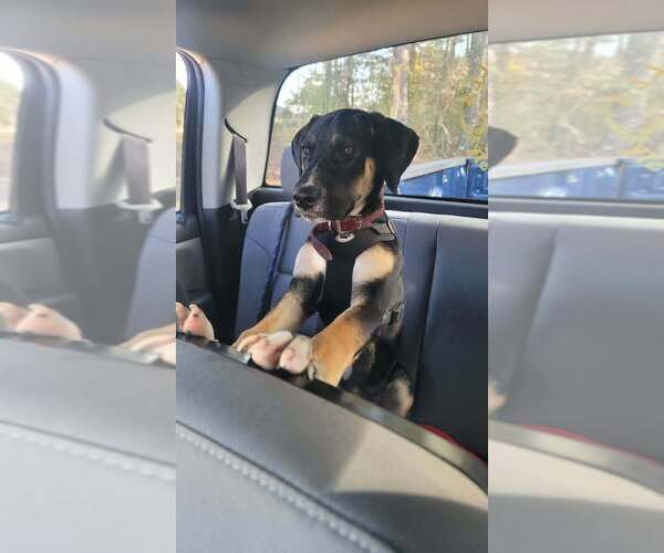 Medium Photo #2 Mutt Puppy For Sale in FRAMINGHAM, MA, USA