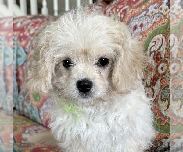 Medium Photo #7 Cav-A-Malt Puppy For Sale in ROCK STREAM, NY, USA