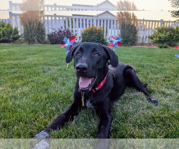 Medium Photo #7 Labrador Retriever-Unknown Mix Puppy For Sale in Sandy, UT, USA