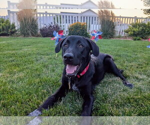 All American Kai - Male Labrador Retriever-Unknown Mix Dog for Adoption - Photo #7