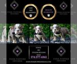 Small Photo #5 English Bulldog Puppy For Sale in WARSAW, IN, USA