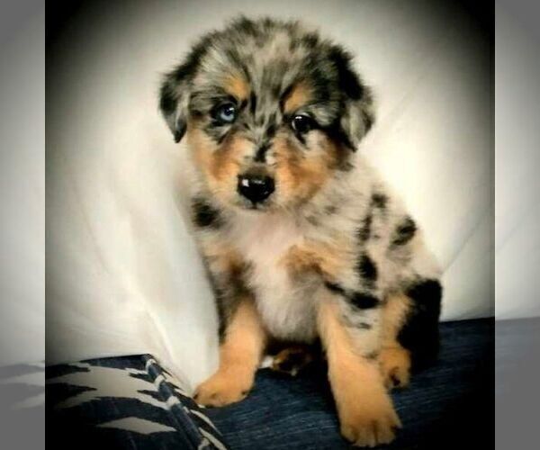 Medium Photo #1 Australian Shepherd Puppy For Sale in LINDEN, TN, USA