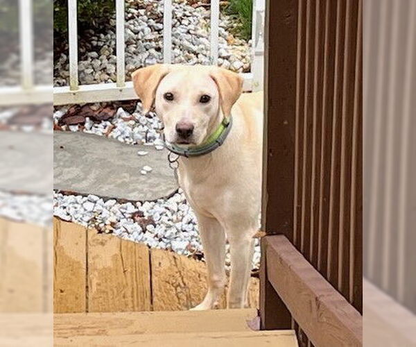 Medium Photo #14 Labrador Retriever-Unknown Mix Puppy For Sale in Oakhurst, NJ, USA