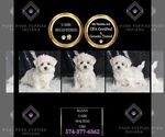 Puppy Bunny UABR Maltese