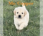 Puppy Copper English Cream Golden Retriever
