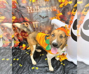 Remington - Male Labrador Retriever-Unknown Mix Dog for Adoption - Photo #4