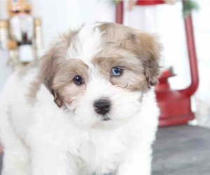 ShihPoo Puppy for sale in RED LION, PA, USA
