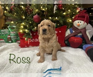 Golden Retriever Puppy for sale in HORSEHEADS, NY, USA