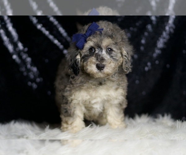 Medium Photo #6 Poodle (Miniature) Puppy For Sale in WARSAW, IN, USA