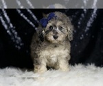 Small #5 Poodle (Miniature)