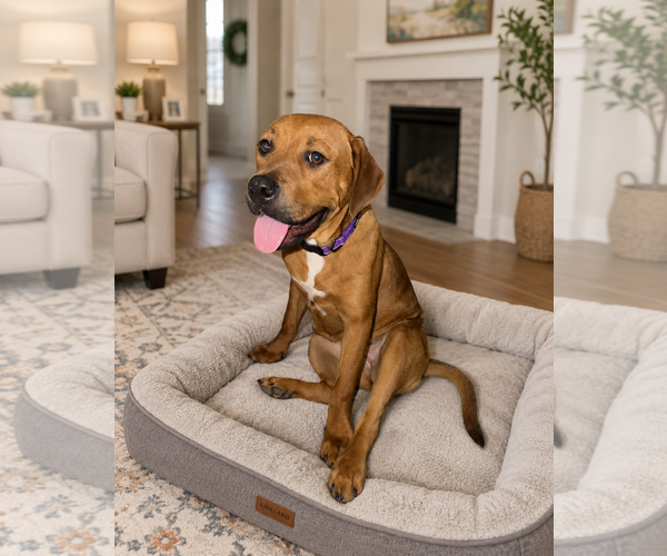 Medium Photo #3 Labrador Retriever-Rhodesian Ridgeback Mix Puppy For Sale in Chandler, AZ, USA