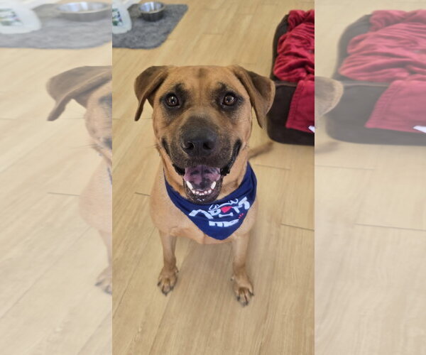 Medium Photo #10 Rhodesian Ridgeback-Unknown Mix Puppy For Sale in Rockaway, NJ, USA