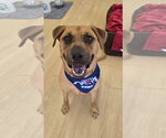Small #9 Rhodesian Ridgeback Mix