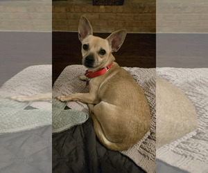 Chiweenie Dogs for adoption in Princeton, MN, USA