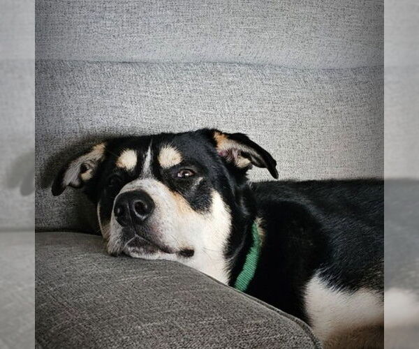 Medium Photo #17 Mutt Puppy For Sale in Fargo, ND, USA