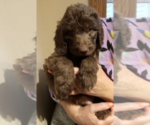 Labradoodle Puppy for sale in NORWALK, OH, USA