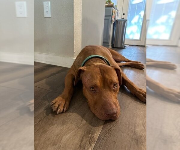 Medium Photo #4 American Pit Bull Terrier Puppy For Sale in Euless, TX, USA