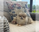 Small #3 Pomeranian