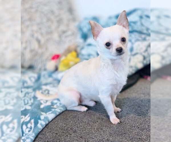 Medium Photo #2 Chihuahua Puppy For Sale in Chino Hills, CA, USA