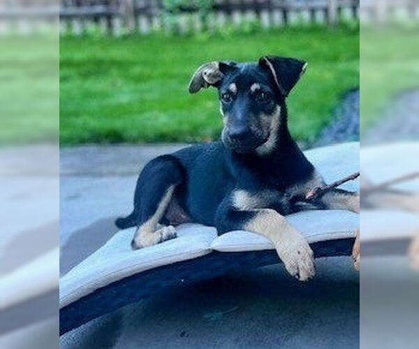 Medium Photo #4 German Shepherd Dog-Unknown Mix Puppy For Sale in Minneapolis, MN, USA