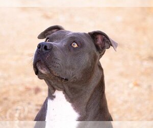 American Pit Bull Terrier Dogs for adoption in Albuquerque, NM, USA