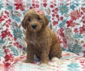 Goldendoodle Puppy for sale in LAKELAND, FL, USA