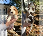 Puppy Yellow Collar Beagle