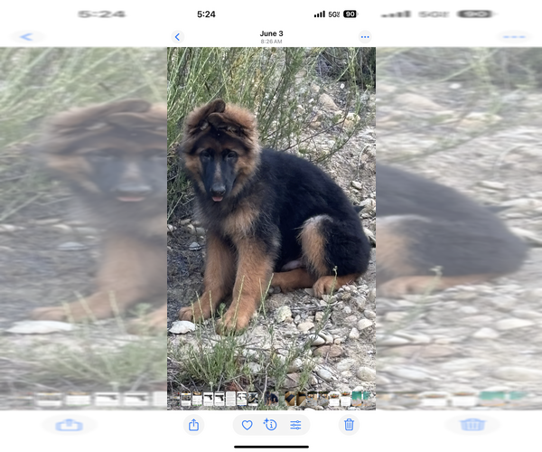 Medium Photo #1 German Shepherd Dog Puppy For Sale in STUDIO CITY, CA, USA