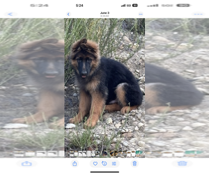 German Shepherd Dog Puppy for Sale in STUDIO CITY, California USA