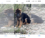 Small German Shepherd Dog