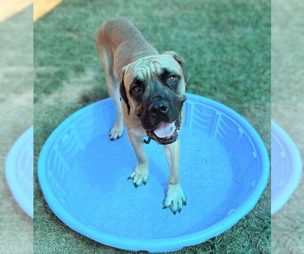 Medium Photo #1 Bullmastiff Puppy For Sale in Bryant, AR, USA