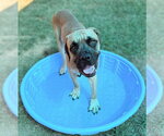 Hercules - Male Bullmastiff Dog for Adoption - Small photo