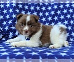 Small Photo #5 Pomeranian Puppy For Sale in KIRKWOOD, PA, USA