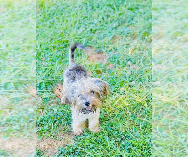 Medium Photo #1 Aussiedoodle Miniature  Puppy For Sale in BLUE SPRINGS, MO, USA