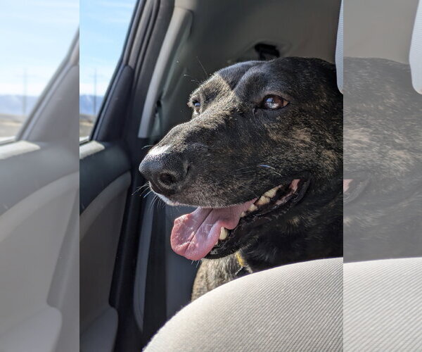 Medium Photo #19 Holland Shepherd-Unknown Mix Puppy For Sale in Sandy, UT, USA