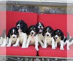 Small Photo #2 English Springer Spaniel Puppy For Sale in GORDONVILLE, PA, USA