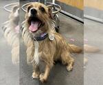 Small Cairn Terrier Mix