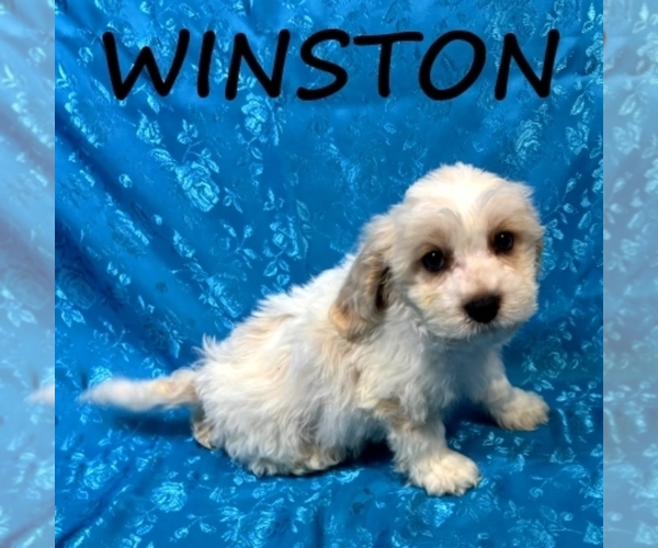 Medium Photo #1 Cockapoo (Miniature) Puppy For Sale in HARTLAND, MN, USA