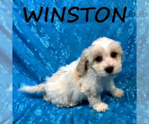 Cockapoo (Miniature) Puppy for sale in HARTLAND, MN, USA