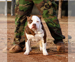 Small American Bulldog