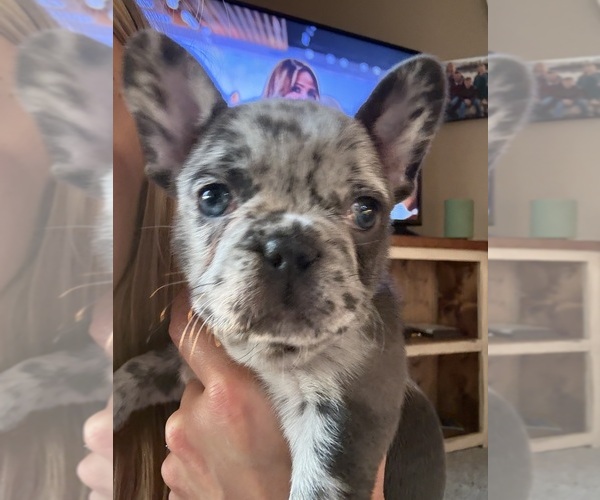 Medium Photo #4 French Bulldog Puppy For Sale in BRUNSWICK, MO, USA