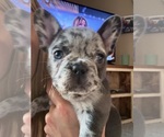 Small Photo #4 French Bulldog Puppy For Sale in BRUNSWICK, MO, USA